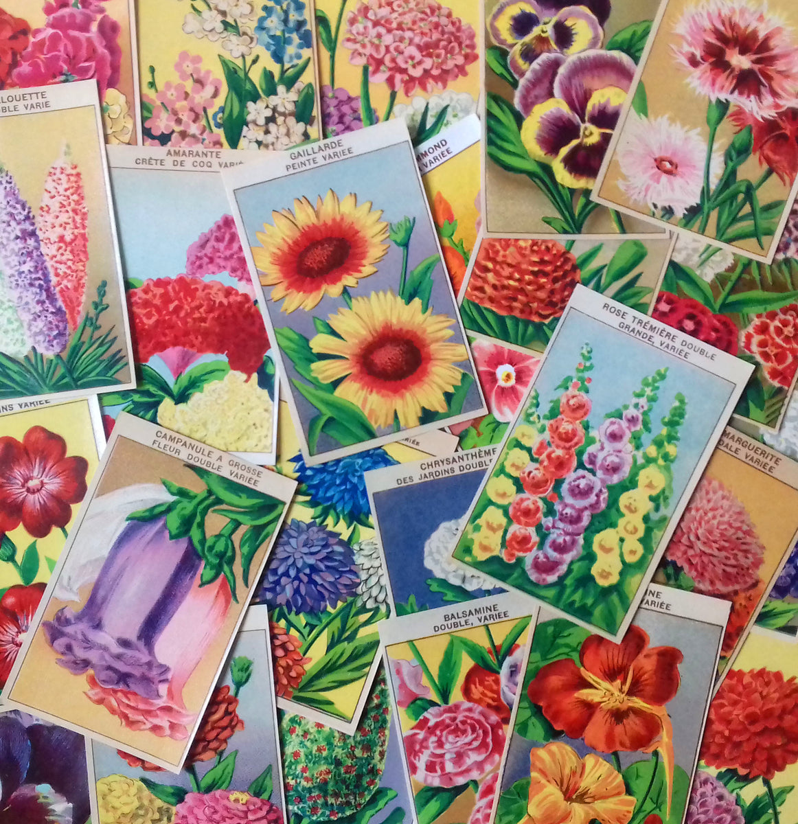 A Collection of 15 Vintage Flower Seed Packets – thelabelman