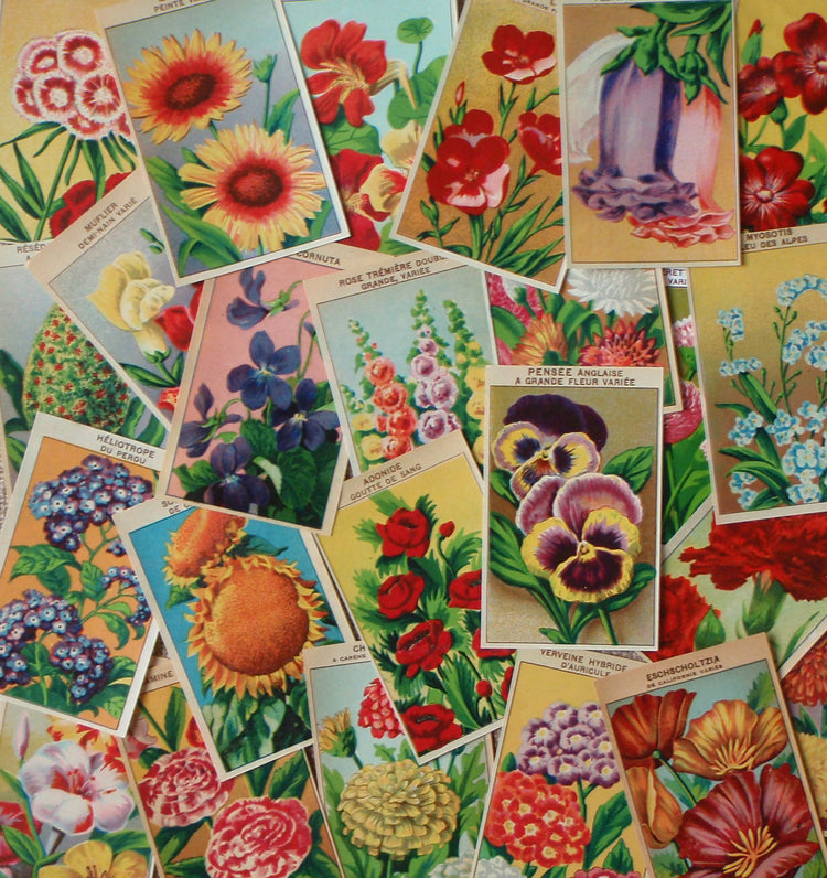 Vintage Seed Packet Labels and Antique Seed Packets From France ...