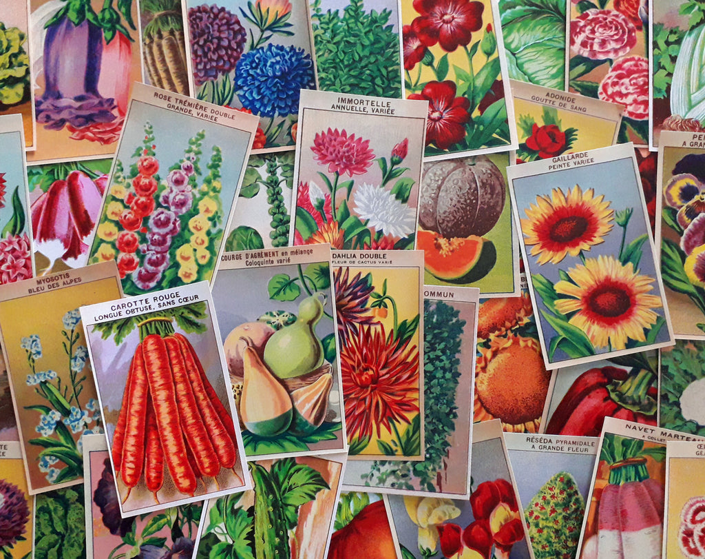 A Collection of 15 Vintage Vegetable Seed Packets – thelabelman